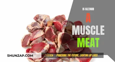 Gizzard Muscle Meat: What's the Deal?