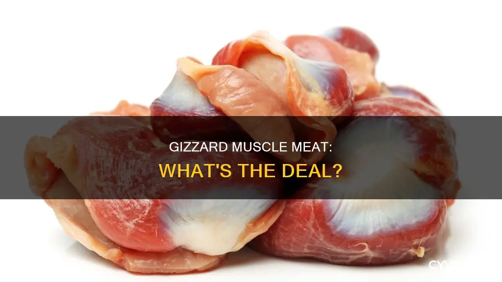is gizzard a muscle meat