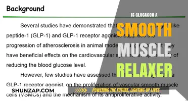 Does Glucagon Act as a Smooth Muscle Relaxant? Exploring Its Effects
