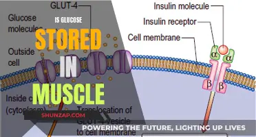Glucose Storage in Muscles: Where and How?