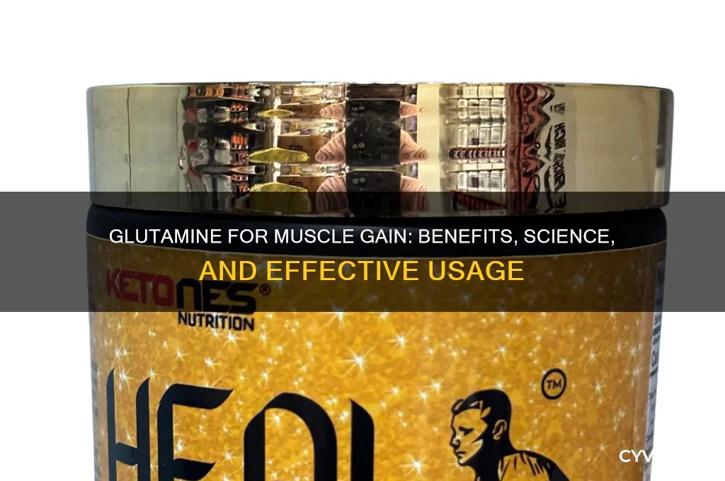 is glutamine good for muscle gain