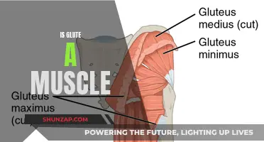 Glute: A Muscle or Not? Understanding Gluteal Anatomy