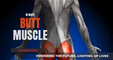 Gluteal Muscles: Understanding the Anatomy of the Buttocks