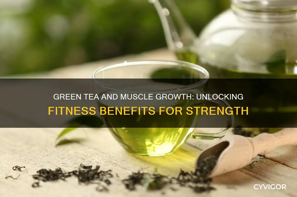 is green tea good for muscle growth
