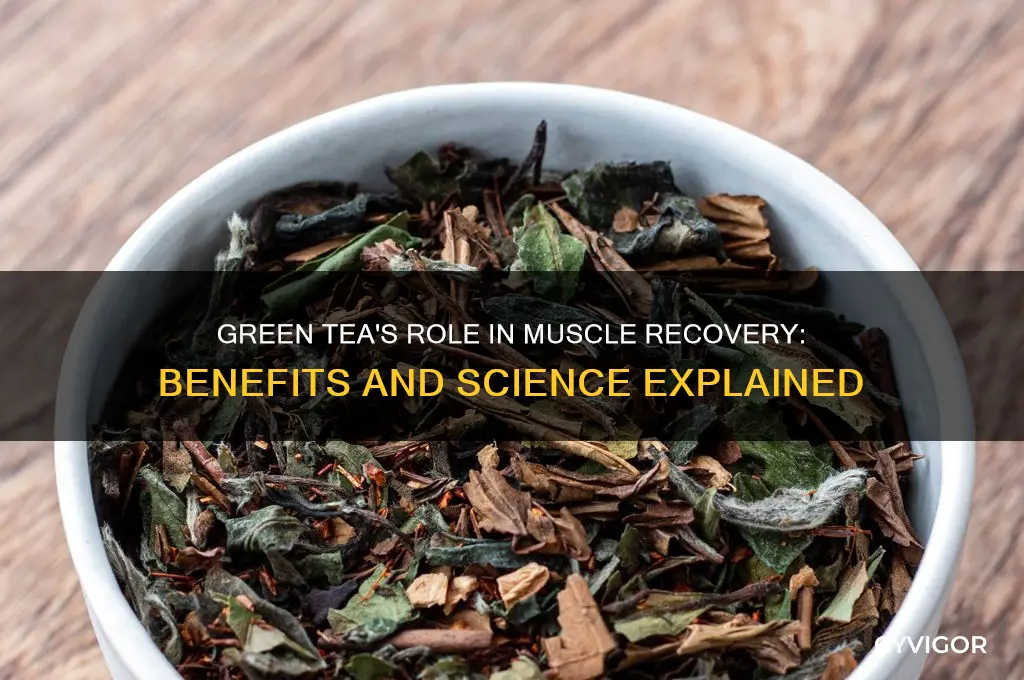 is green tea good for muscle recovery