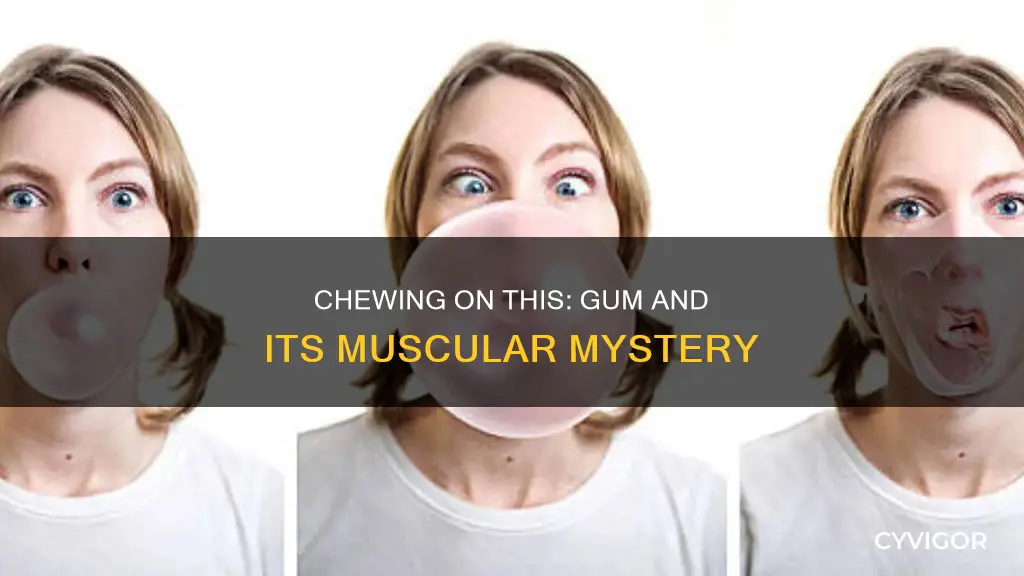 is gum a muscle