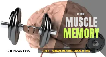 Muscle Memory and Habit: What's the Link?