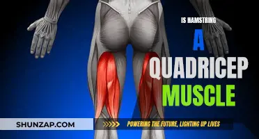 Hamstring and Quadricep Muscles: What's the Difference?