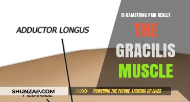 Hamstring Pain Misdiagnosed? The Role of the Gracilis Muscle