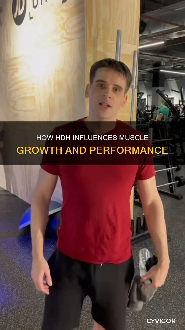 is hdh increase muscle