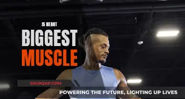 The Heart: Our Biggest Muscle?