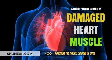 Damaged Heart Muscle: Understanding Heart Failure