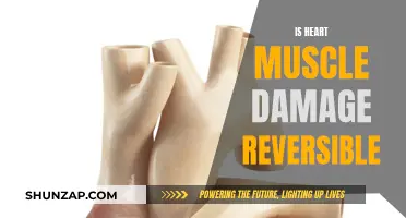 Reversing Heart Muscle Damage: Is It Possible?