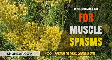 Helichrysum Essential Oil: Effective Natural Remedy for Muscle Spasms?