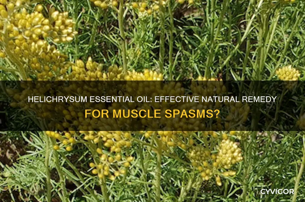 is helichrisum good for muscle spasms