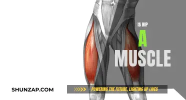 What is Hip Anatomy? Is it a Muscle?
