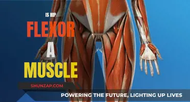 Hip Flexor Muscle: What You Need to Know