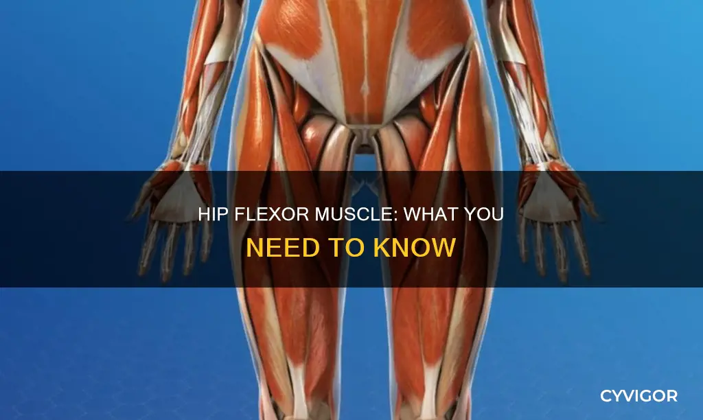 is hip flexor a muscle