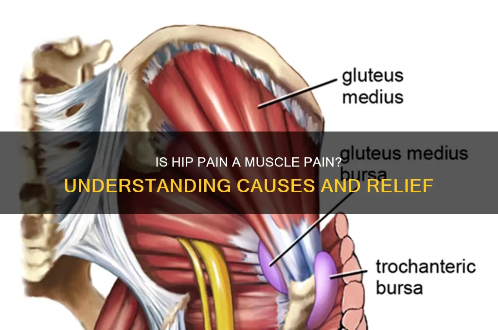 is hip pain a muscle pain