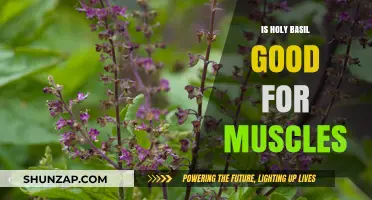 Holy Basil Benefits: Can It Enhance Muscle Growth and Recovery?