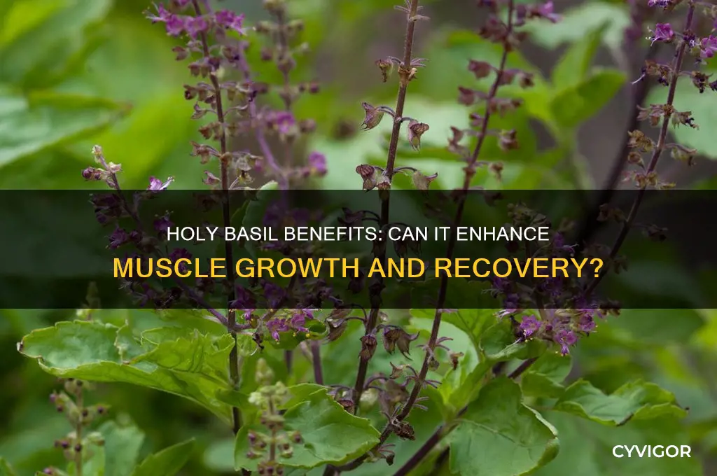is holy basil good for muscles