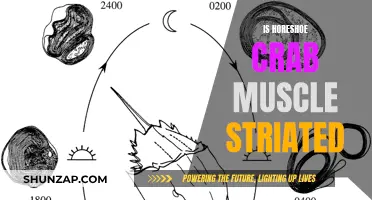 Horseshoe Crabs: Understanding Their Unique Muscle Structure