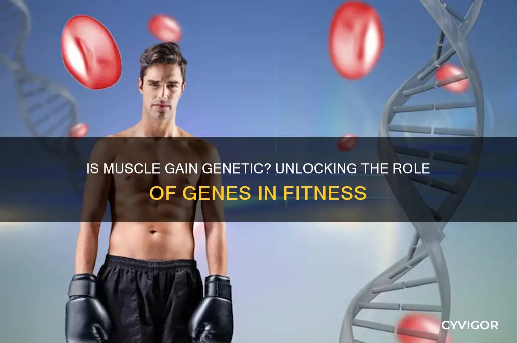 is how easy it is to gain muscle a gene