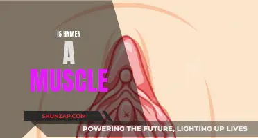 Hymen: Muscle or Membrane? Understanding the Truth