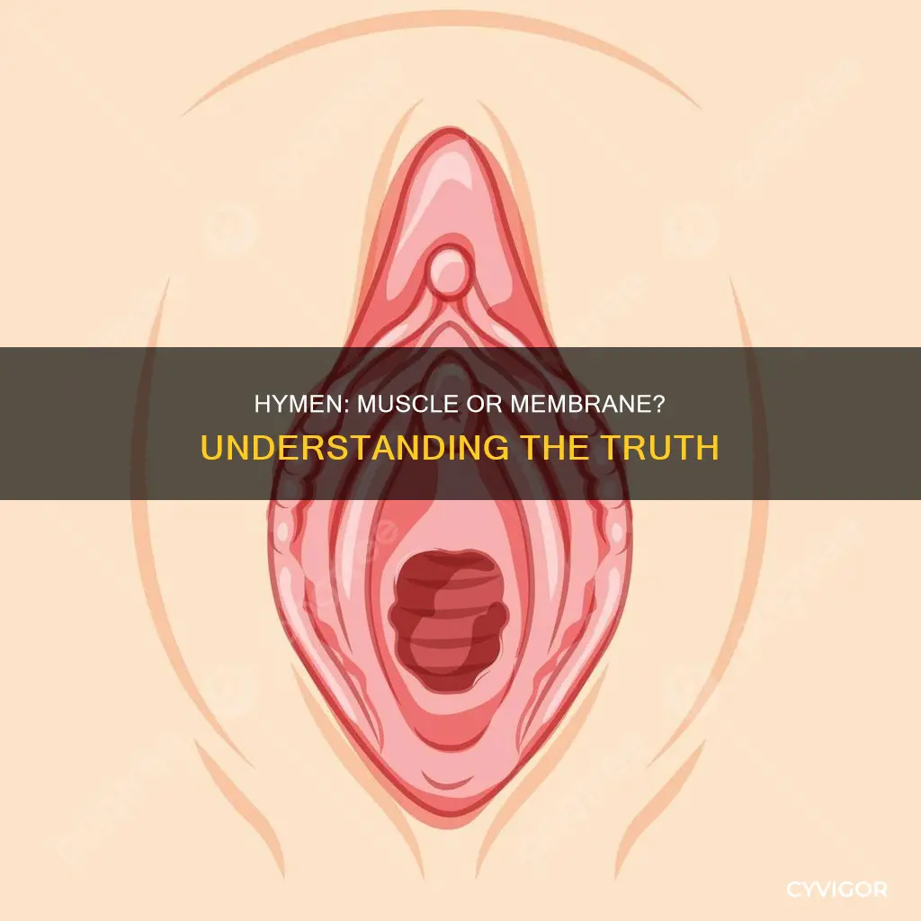 is hymen a muscle