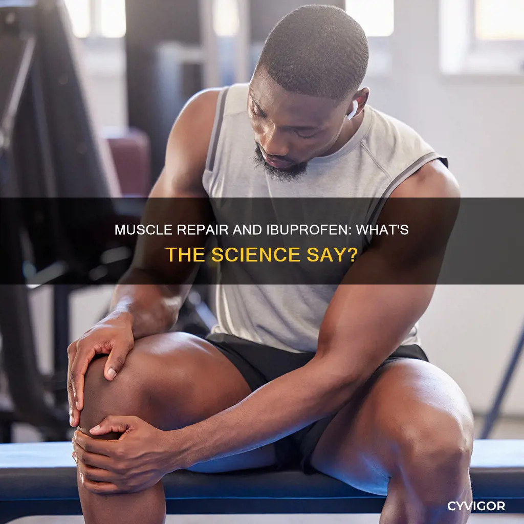 is ibuprofen for muscle repair