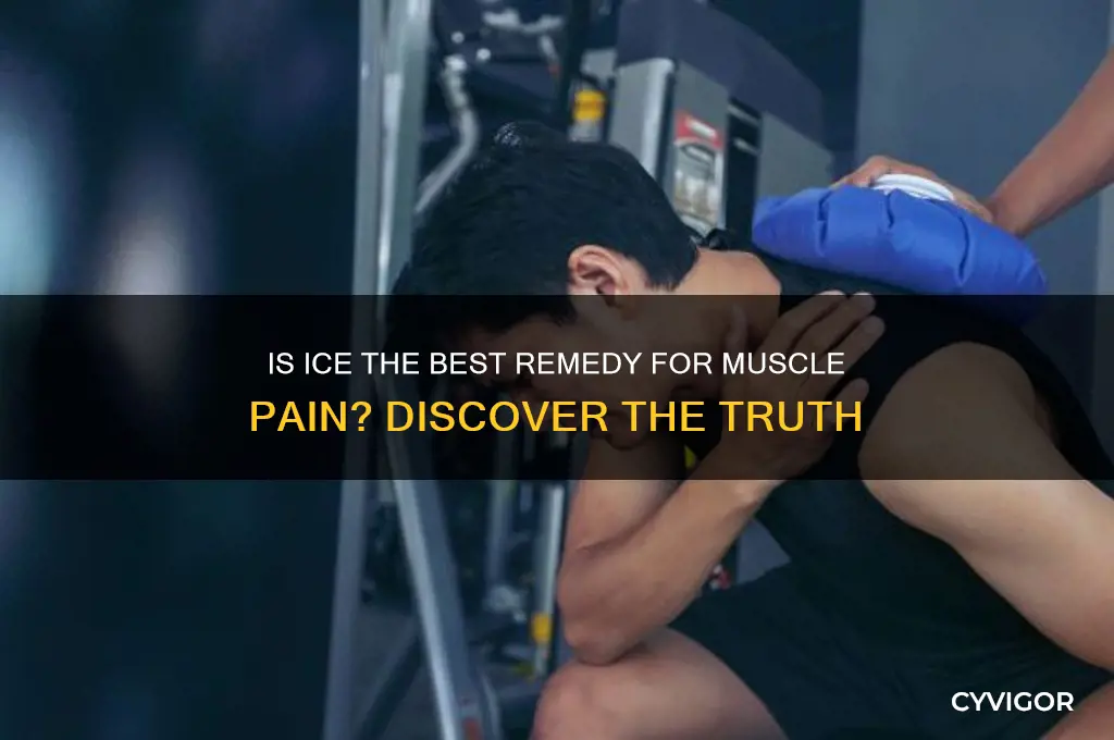 is ice better for muscle pain