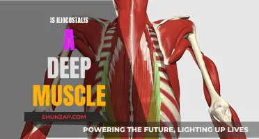 Iliocostalis Muscle: Exploring Its Deep-Seated Nature and Significance