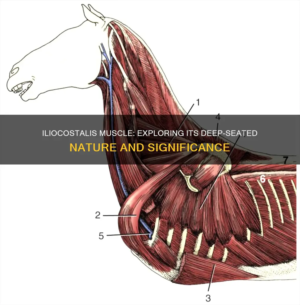 is iliocostalis a deep muscle