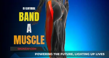 Iliotibial Band: Friend or Foe to Muscles?