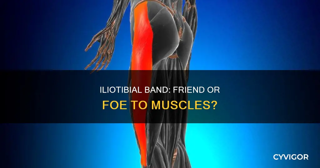 is iliotibial band a muscle
