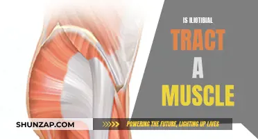 Iliotibial Tract: Why It's Not a Muscle and What It Is