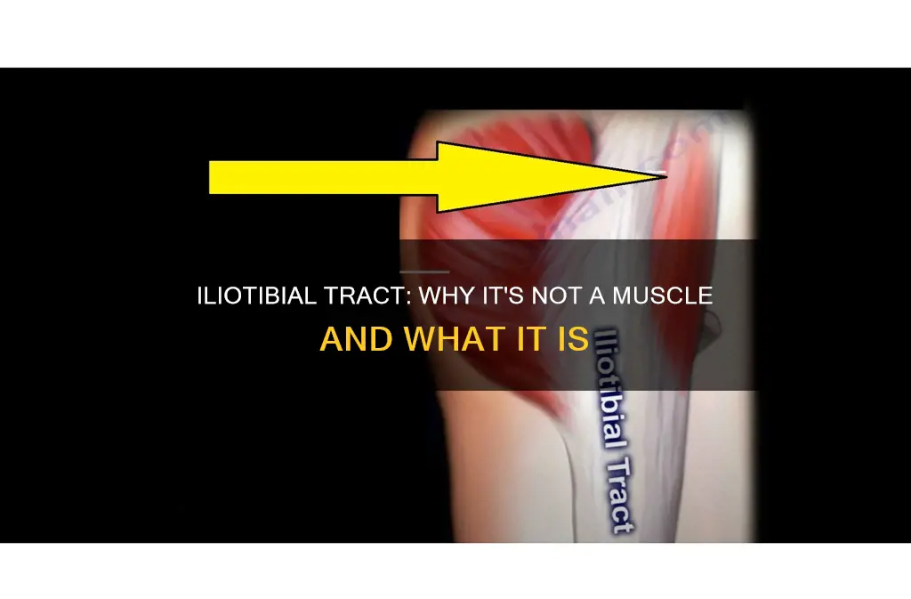 is iliotibial tract a muscle