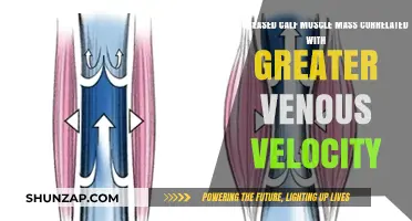 Exploring the Link Between Calf Muscle Mass and Venous Velocity