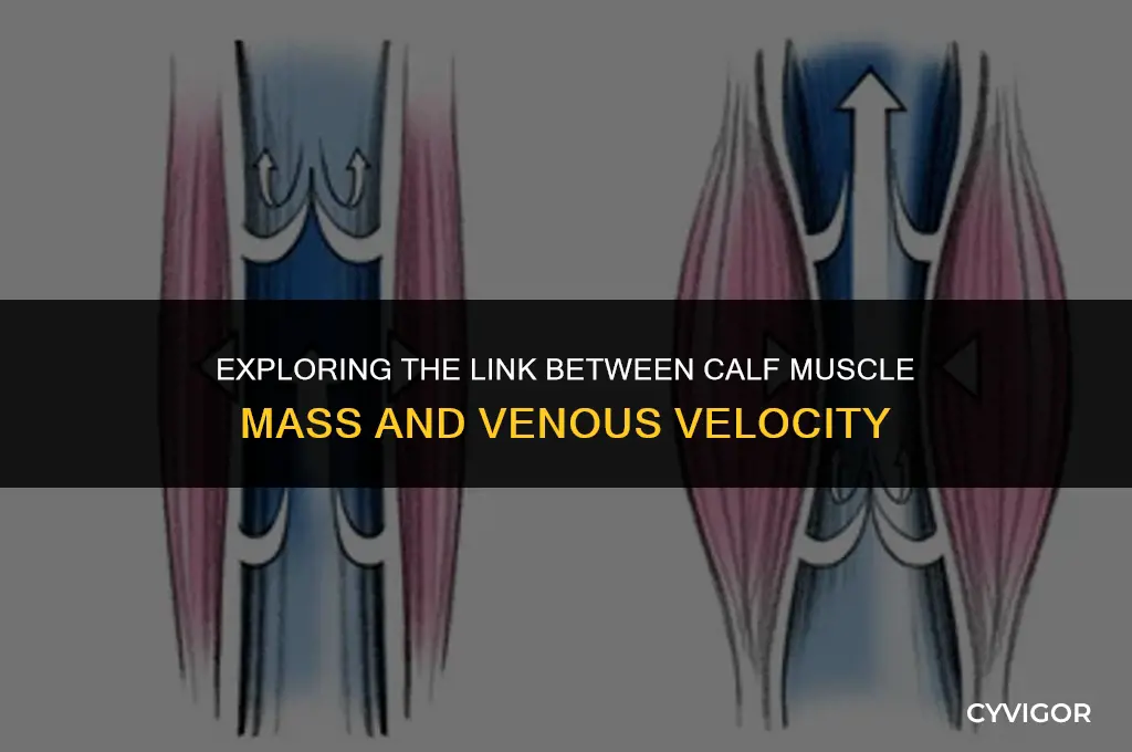 is increased calf muscle mass correlated with greater venous velocity