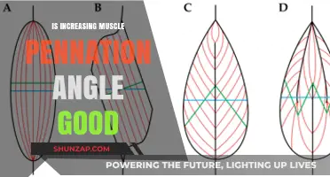 Boosting Muscle Pennation Angle: Benefits, Risks, and Optimal Training Strategies