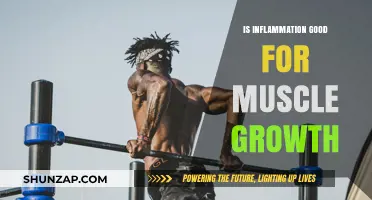 Inflammation's Role in Muscle Growth: Friend or Foe for Gains?