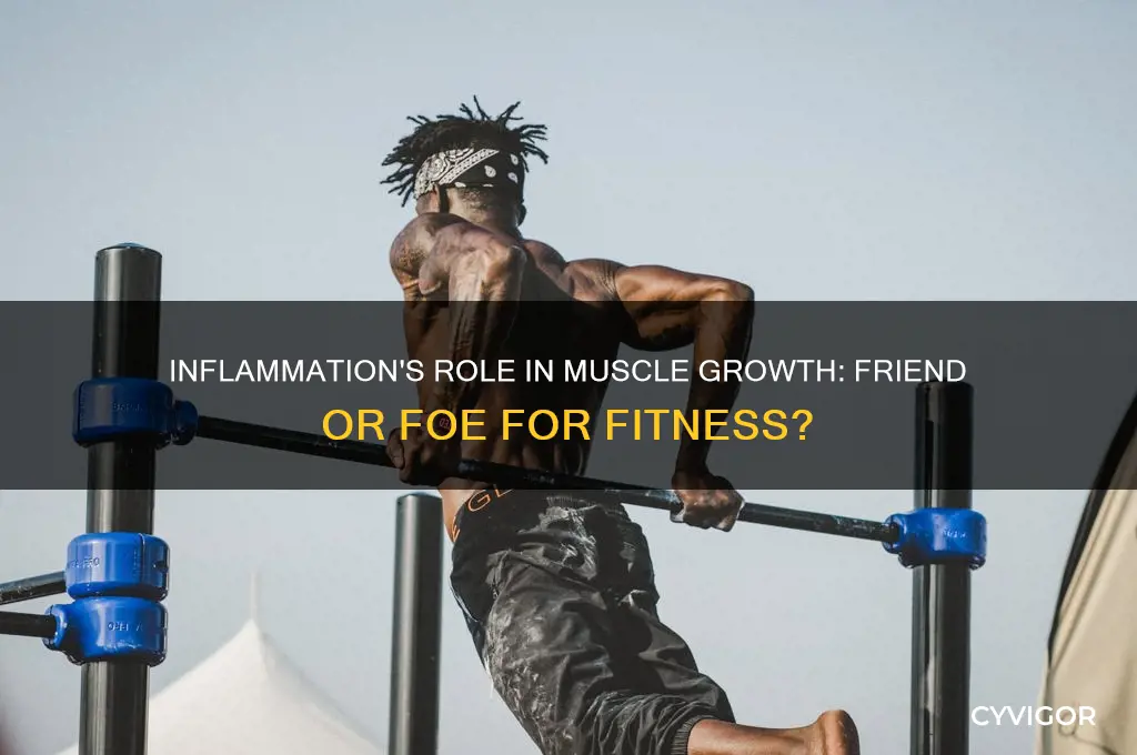 is inflammation good for muscles