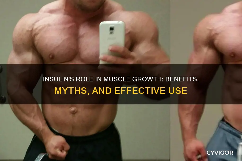 is insulin good for muscle growth