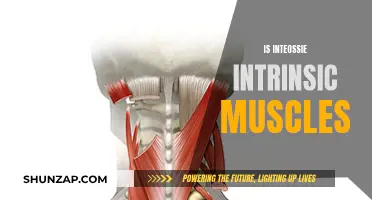 Understanding Intrinsic Eye Muscles: The Intrinsically Interesting Introsseous