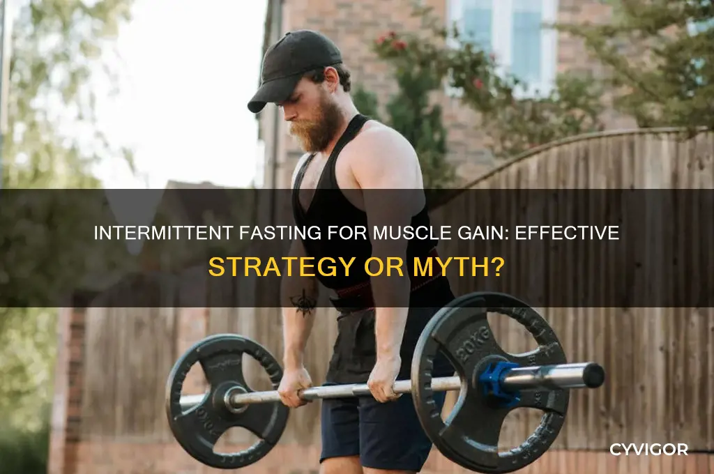 is intermittent fasting good for gaining muscle