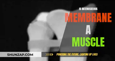 Interosseous Membrane: Muscle or Not?