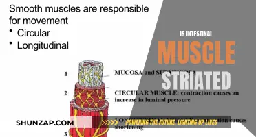 Intestinal Muscles: Striated or Not?