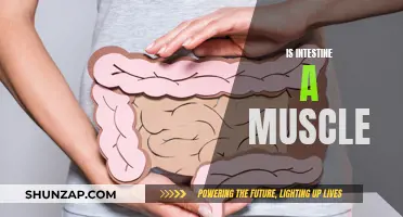 The Intestine Conundrum: Is It a Muscle?