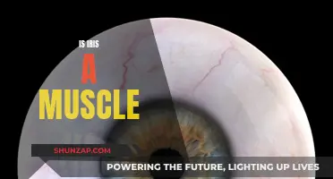 The Iris: A Muscle or Not?