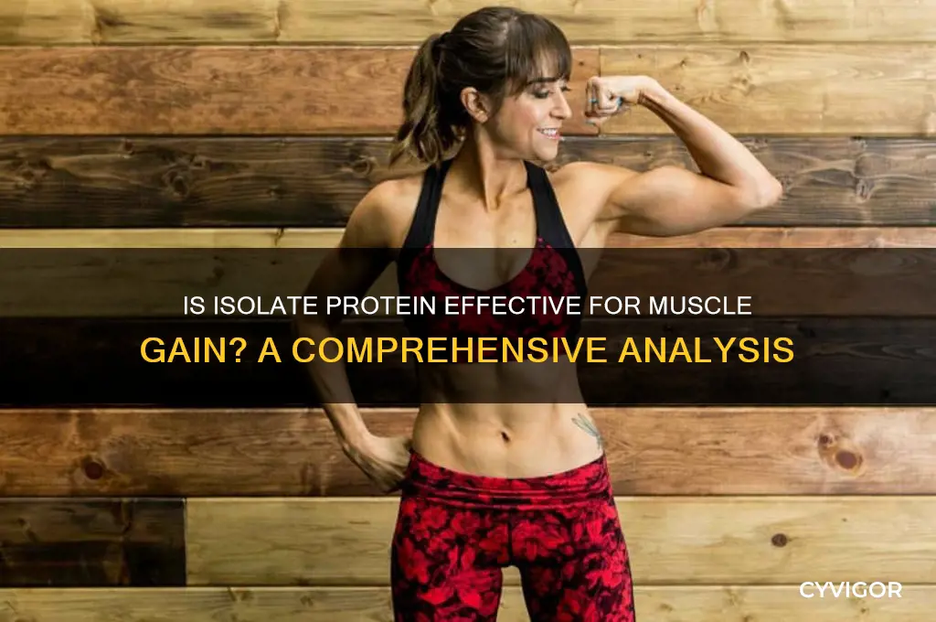 is isolate protein good for muscle gain